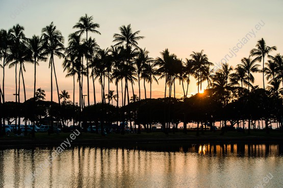 Wzornik, widok palm odbijających się w wodzie o zachodzie słońca będzie pięknie wyglądał w salonie, sypialni, gabinecie. Miejsce - Hawaje, USA.