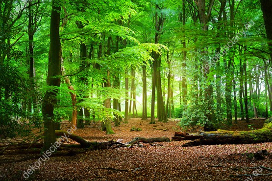 Wzornik, soczysta zieleń lasu o świcie ładnie zaprezentuje się na ścianie w pokoju dziennym, salonie, sypialni lub w gabinecie.