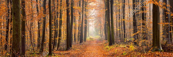 Wzornik fototapety z panoramą na jesienny, złoty las. Fototapeta do pokoju dziennego, sypialni, salonu, biura, gabinetu, przedpokoju i jadalni.