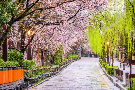 Wzornik, piękna aleja kwitnących drzew wiosną, w japońskiej miejscowości, będzie pięknie prezentować się na ścianie salonu, sypialni, jadalni, biura, przedpokoju. Fototapeta optycznie powiększająca pomieszczenie.