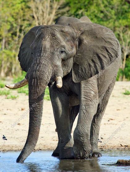Wzornik fototapety przedstawia widok dużego słonia afrykańskiego pijącego wodę z wodopoju. Fototapeta do pokoju dziennego, dziecięcego, młodzieżowego, sypialni, salonu, przedpokoju, biura.