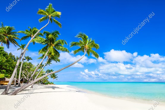 Wzornik fototapety z widokiem na przechylone, egzotyczne palmy na tropikalnej plaży. Fototapeta do pokoju dziennego, sypialni, salonu, biura, gabinetu, przedpokoju i jadalni.