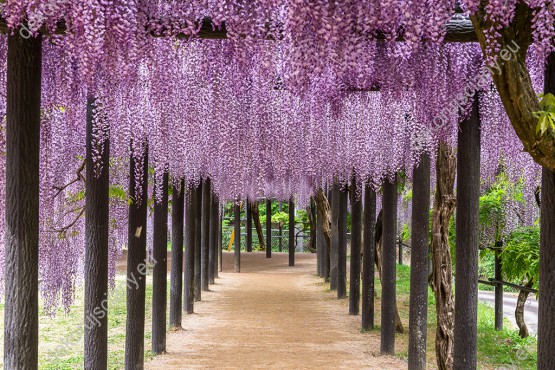 fototapeta-aleja-pnaczy-wisterii