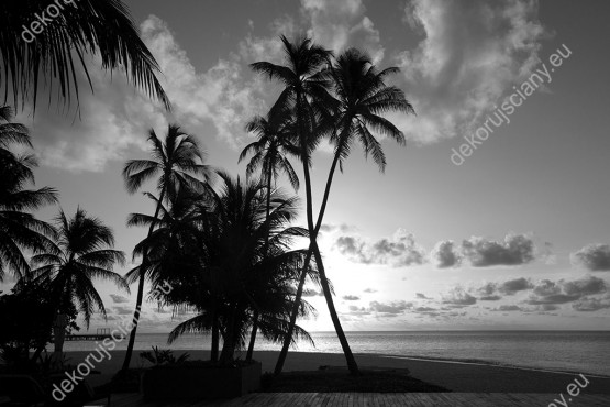 Wzornik czarno-białej fototapety z widokiem egzotycznych palm na tropikalnej plaży. Fototapeta do pokoju dziennego, sypialni, salonu, biura, gabinetu, przedpokoju i jadalni.