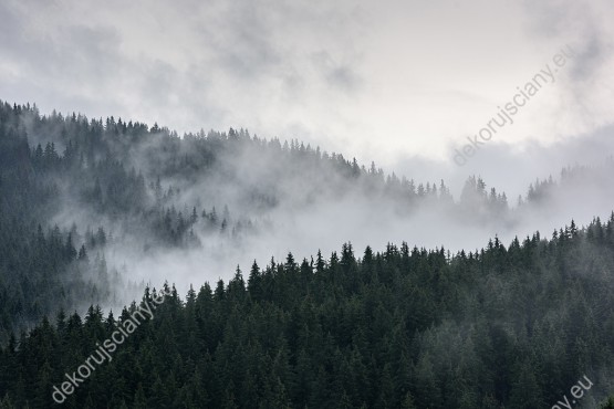 Wzornik fototapety z widokiem na las sosnowy pokryty gęstą, poranną mgłą. Fototapeta do pokoju dziennego, sypialni, salonu, biura, gabinetu, przedpokoju i jadalni.