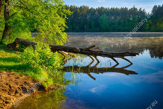 Wzornik fototapety przedstawiająca ściętą przez bobra sosnę w wodzie Mazurskiego jeziora, z wiosennym lasem w tle. Fototapeta do pokoju dziennego, sypialni, salonu, biura, gabinetu, przedpokoju i jadalni.