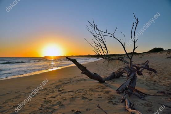 Wzornik fototapety z widokiem na przewrócone drzewo na piaszczystej plaży, oświetlonej promieniami zachodzącego słońca. Fototapeta do pokoju dziennego, sypialni, salonu, biura, gabinetu, przedpokoju i jadalni.