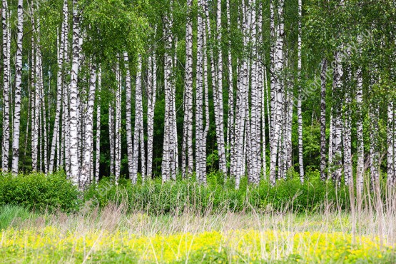 Wzornik fototapety z widokiem na piękny krajobraz brzozowego lasu delikatne, żółte kwiaty. Fototapeta do pokoju dziennego, sypialni, salonu, biura, gabinetu, przedpokoju i jadalni.