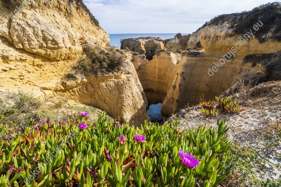 Wzornik fototapety z widokiem wiosennych kwiatów rosnących na skalistym wybrzeżu Portugalii. Fototapeta do pokoju dziennego, sypialni, salonu, biura, gabinetu, przedpokoju i jadalni.