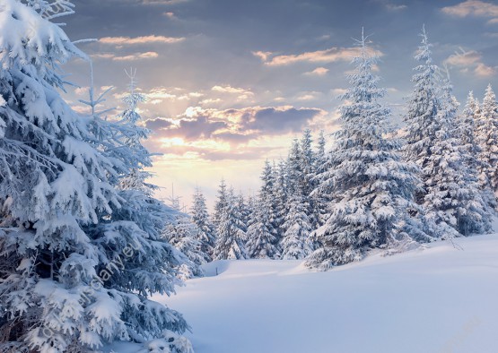 Wzornik fototapety przedstawia słoneczny poranek w zimowym górskim lesie pokrytym śniegiem. Fototapeta do salonu, sypialni, pokoju dziennego, gabinetu, biura, przedpokoju.