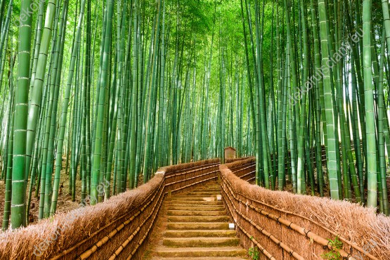 Wzornik, długie schody tworzące most w lesie bambusowym. Fototapeta optycznie powiększa małe pokoje, salony, sypialnie, gabinety czy biura. Miejsce - Kioto, Japonia.