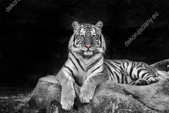 Wzornik obrazu w widokiem na białego tygrysa odpoczywającego na skale. Obraz do pokoju dziennego, dziecięcego, młodzieżowego, sypialni, salonu, biura, gabinetu, przedpokoju i jadalni.
