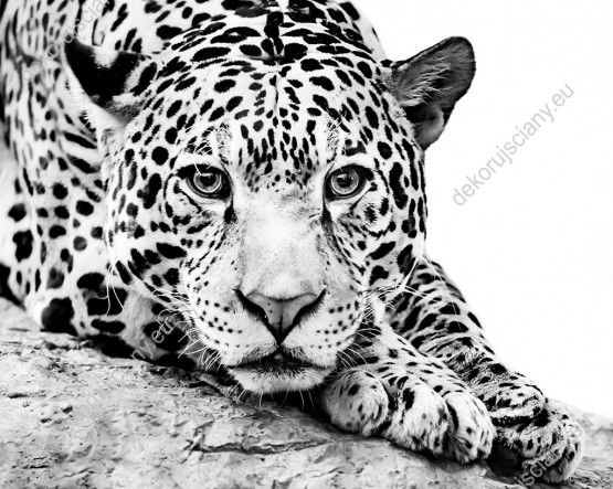 Wzornik, czarno-biały obraz do pokoju dziennego, dziecięcego, młodzieżowego, sypialni, salonu, biura, gabinetu, przedpokoju i jadalni z jaguarem, jednym z dzikich kotów Afryki.