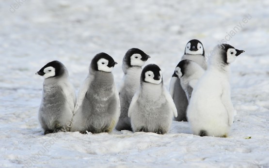 Wzornik obrazu w zimowym klimacie z widokiem na grupę małych pingwinów cesarskich. Obraz do pokoju dziennego, dziecięcego, młodzieżowego, sypialni, salonu, biura, gabinetu, przedpokoju i jadalni.