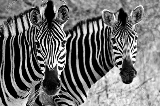 Wzornik czarno-biały obraz w widokiem na parę zebr w Parku Krugera w Afryce. Obraz do pokoju dziennego, dziecięcego, młodzieżowego, sypialni, salonu, biura, gabinetu, przedpokoju i jadalni.
