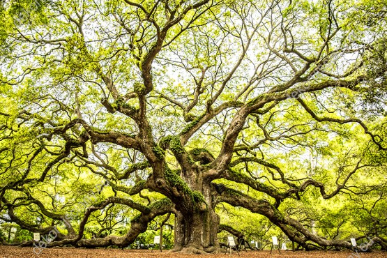 Wzornik obrazu przedstawiający majestatyczne, zielone drzewo zwane Anielskim dębem rosnące w Południowej Karolinie w USA. Obraz do pokoju dziennego, sypialni, salonu, biura, gabinetu, przedpokoju i jadalni.