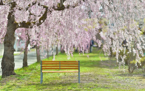 Wzornik obrazu w wiosennym klimacie z widokiem na ławkę stoją pod cudownym, kwitnącym drzewem wiśni (Sakura) w Japonii. Obraz do pokoju dziennego, sypialni, salonu, biura, gabinetu, przedpokoju i jadalni.
