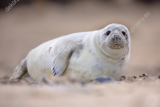 Wzornik obrazu w widokiem na białą fokę odpoczywającą na plaży. Obraz do pokoju dziennego, dziecięcego, młodzieżowego, sypialni, salonu, biura, gabinetu, przedpokoju i jadalni.