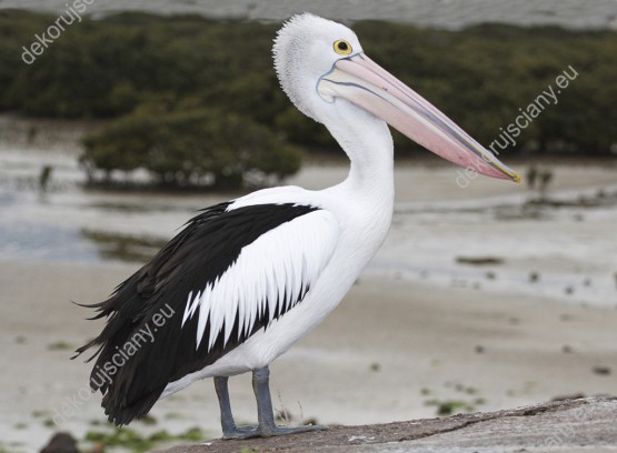 Wzornik obrazu z widokiem na australijskiego pelikana na egzotycznej plaży. Obraz do pokoju dziennego, dziecięcego, młodzieżowego, sypialni, salonu, biura, gabinetu, przedpokoju i jadalni.