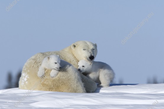 Wzornik obrazu w zimowym klimacie z widokiem rodziny niedźwiedzi polarnych, mamy i dzieci tulących się do siebie w śniegu. Obraz do pokoju dziennego, dziecięcego, młodzieżowego, sypialni, salonu, biura, gabinetu, przedpokoju i jadalni.
