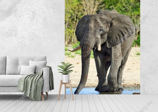 Wizualizacja fototapety przedstawia widok dużego słonia afrykańskiego pijącego wodę z wodopoju. Fototapeta do pokoju dziennego, dziecięcego, młodzieżowego, sypialni, salonu, przedpokoju, biura.