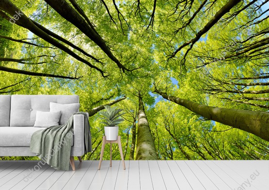 Wizualizacja fototapety przedstawiająca na wiosenny, zielony las bukowy i widziany od dołu. Fototapeta do pokoju dziennego, sypialni, salonu, biura, gabinetu, przedpokoju i jadalni.