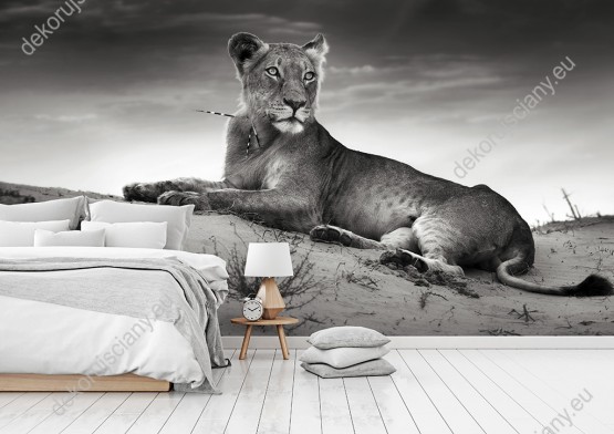 Wizualizacja fototapety do pokoju dziennego, dziecięcego, młodzieżowego, sypialni, salonu, przedpokoju oraz biura. Przedstawia lwicę odpoczywającą na pustynnej wydmie piaskowej.