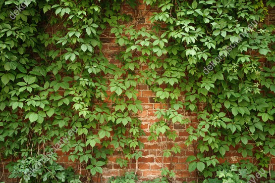 Wzornik fototapety z widokiem na czerwony mur porośnięty opadającymi pnączami bluszczu. Fototapeta do pokoju dziennego, sypialni, salonu, biura, gabinetu, przedpokoju i jadalni.