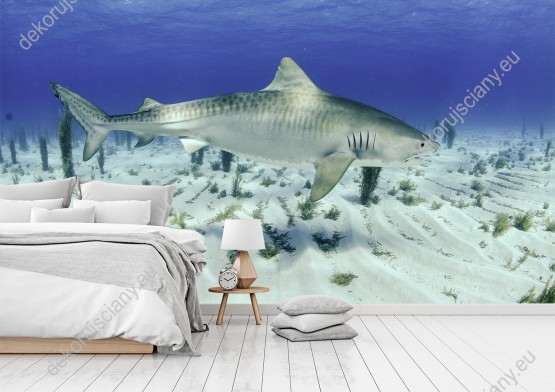 Wizualizacja fototapety przedstawia rekina w głębiach oceanu. Fototapeta do pokoju dziennego, młodzieżowego, salonu, biura, gabinetu, sypialni, przedpokoju i jadalni.
