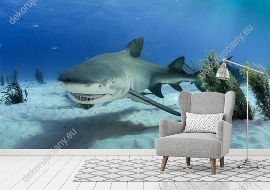 Wizualizacja fototapety ze motywem świata podwodnego przedstawia rekina odpoczywającego w głębiach oceanu. Fototapeta do pokoju dziennego, młodzieżowego, salonu, biura, gabinetu, sypialni, przedpokoju i jadalni.