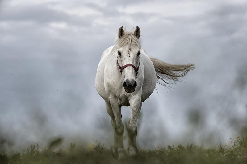 tapeta-ze-zwierzęciem-koń