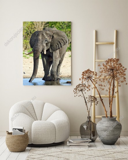 Wizualizacja obrazu przedstawia widok dużego słonia afrykańskiego pijącego wodę z wodopoju. Obraz do pokoju dziennego, młodzieżowego, dziecięcego, sypialni, salonu, przedpokoju, biura.
