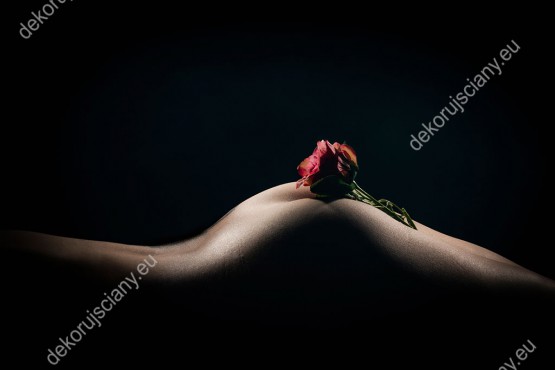 Wzornik, ciało kobiety z czerwoną różą na czarnym tle. 