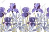 Wizualizacja tapety, kwiaty irysy w odcieniach koloru fioletowego i szare gałązki, na białym tle.