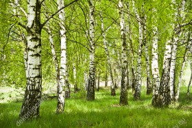 Wzornik fototapety z motywem wiosennego, zielonego lasu brzozowego będzie pięknie wyglądała w sypialni, salonie, pokoju dziennym, jadalni, gabinecie.