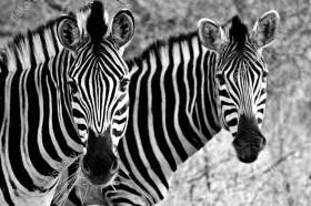 Wzornik czarnobiały obraz w widokiem na parę zebr w Parku Krugera w Afryce. Obraz do pokoju dziennego, dziecięcego, młodzieżowego, sypialni, salonu, biura, gabinetu, przedpokoju i jadalni.