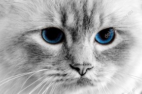 Wzornik obrazu z widokiem na białego kota o pięknych niebieskich oczach. Obraz do pokoju dziennego, dziecięcego, młodzieżowego, sypialni, salonu, biura, gabinetu, przedpokoju i jadalni.