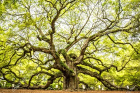 Wzornik obrazu przedstawiający majestatyczne, zielone drzewo zwane Anielskim dębem rosnące w Południowej Karolinie w USA. Obraz do pokoju dziennego, sypialni, salonu, biura, gabinetu, przedpokoju i jadalni.