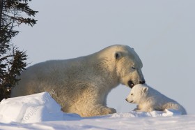 Wzornik obrazu w zimowym klimacie z widokiem dwóch niedźwiedzi polarnych, mamy i dziecka wśród bieli śniegu. Obraz do pokoju dziennego, dziecięcego, młodzieżowego, sypialni, salonu, biura, gabinetu, przedpokoju i jadalni.