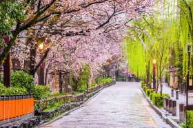 Wzornik, piękna aleja kwitnących drzew wiosną, w japońskiej miejscowości. Obraz będzie pięknie prezentować się na ścianie salonu, sypialni, jadalni, biura, przedpokoju.