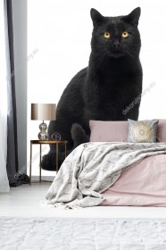 Wizualizacja fototapety do pokoju dziennego, dziecięcego, młodzieżowego, sypialni, salonu, przedpokoju, biura z dużym, czarnym kotem siedzącym dumnie na białym tle.