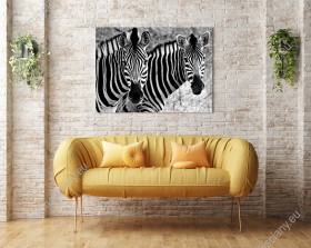 Wzornik, czarnobiały obraz w widokiem na parę zebr w Parku Krugera w Afryce. Obraz do pokoju dziennego, dziecięcego, młodzieżowego, sypialni, salonu, biura, gabinetu, przedpokoju i jadalni.