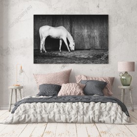Wizualizacja obrazu przedstawia pasącego się konia w czerni i bieli. Obraz do pokoju dziennego, dziecięcego, młodzieżowego, sypialni, salonu, biura, gabinetu, przedpokoju i jadalni.