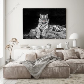 Wizualizacja obrazu w widokiem na białego tygrysa odpoczywającego na skale. Obraz do pokoju dziennego, dziecięcego, młodzieżowego, sypialni, salonu, biura, gabinetu, przedpokoju i jadalni.